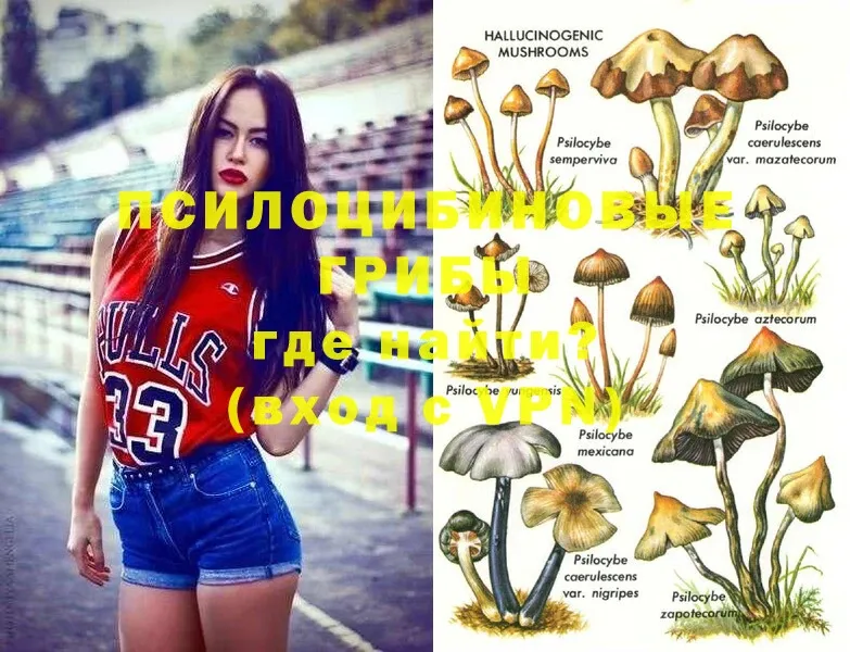 Псилоцибиновые грибы Psilocybe Тюкалинск